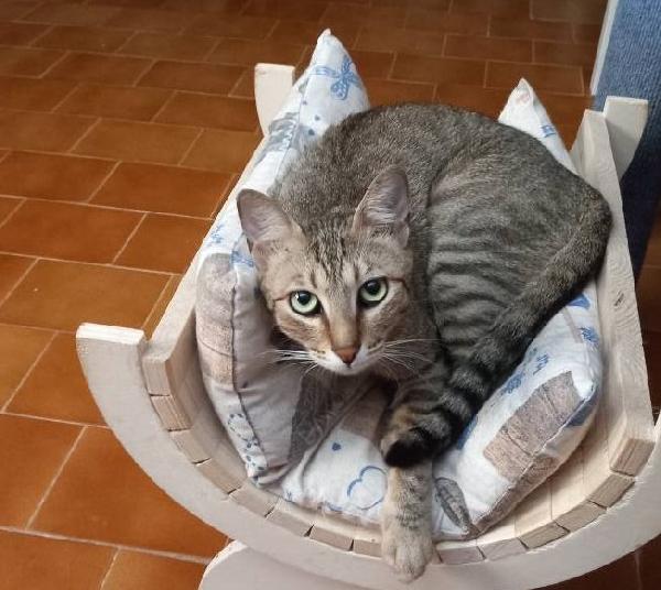 JAMES dolce micio in adozione! Foto 4