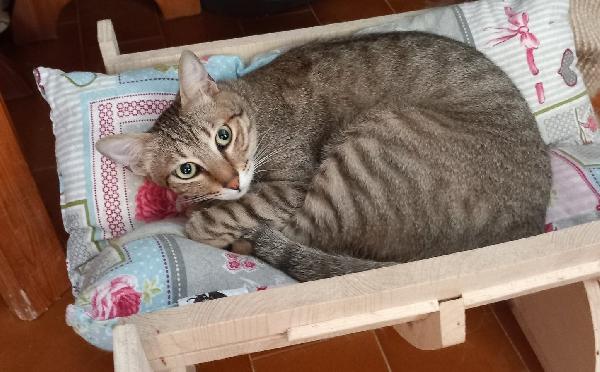 JAMES dolce micio in adozione! Foto 6