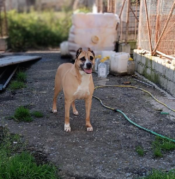 Adozione Del Cuore Per Akira 