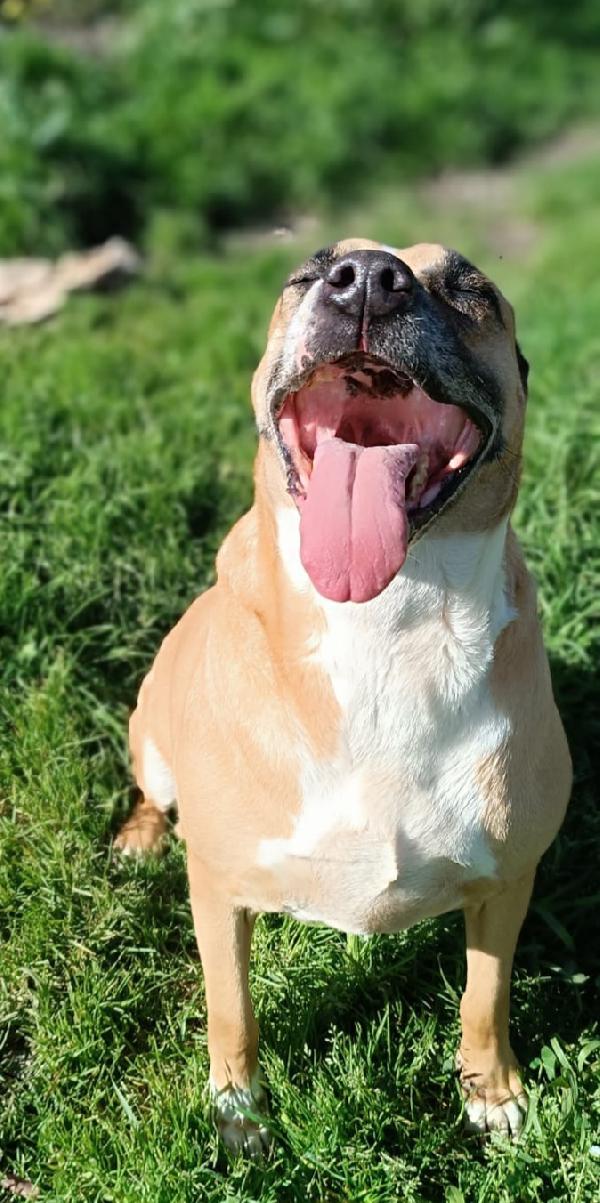 ADOZIONE DEL CUORE PER AKIRA  Foto 2