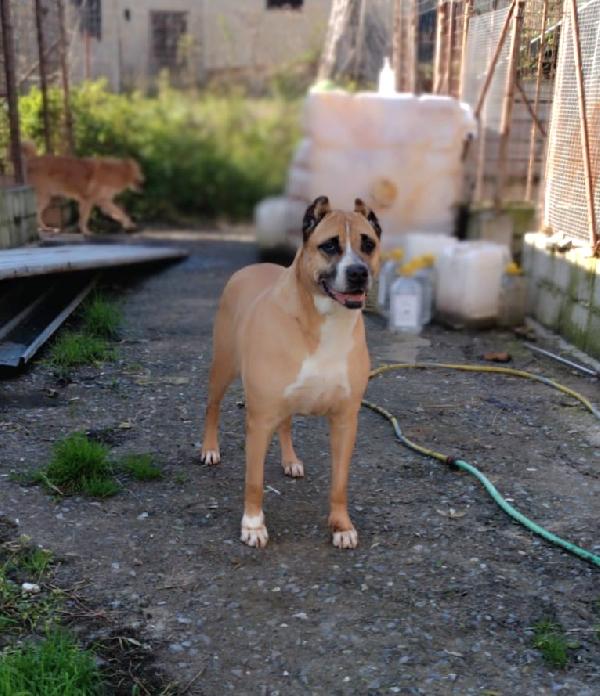 ADOZIONE DEL CUORE PER AKIRA  Foto 4