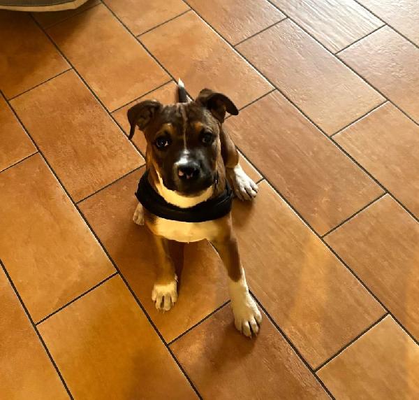 DAMON MIX PITT Foto 2