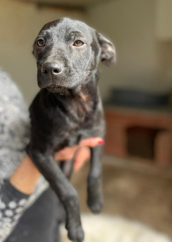 Il Dolce E Piccolo Theodore