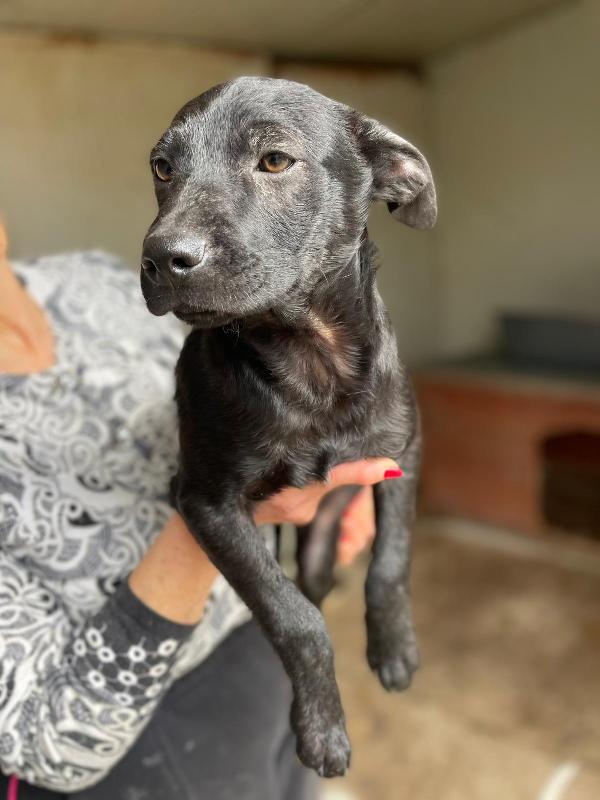 IL DOLCE E PICCOLO THEODORE Foto 2