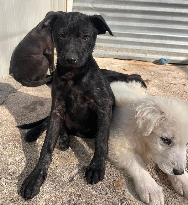 IL DOLCE E PICCOLO THEODORE Foto 3