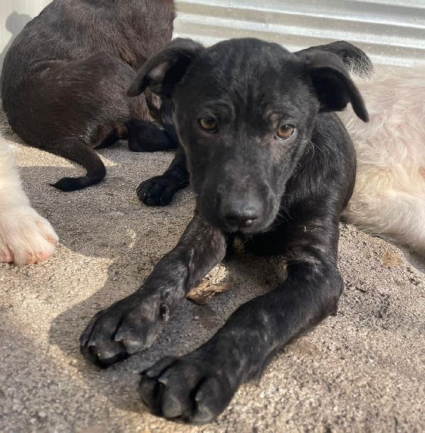 IL DOLCE E PICCOLO THEODORE Foto 4