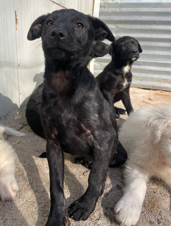 IL DOLCE E PICCOLO THEODORE Foto 5