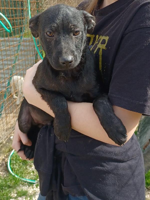 IL DOLCE E PICCOLO THEODORE Foto 6