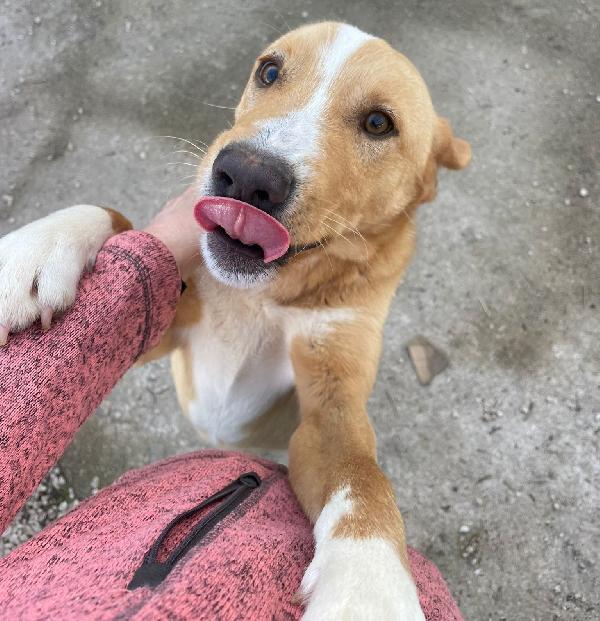 IL BELLISSIMO OLIVER Foto 2