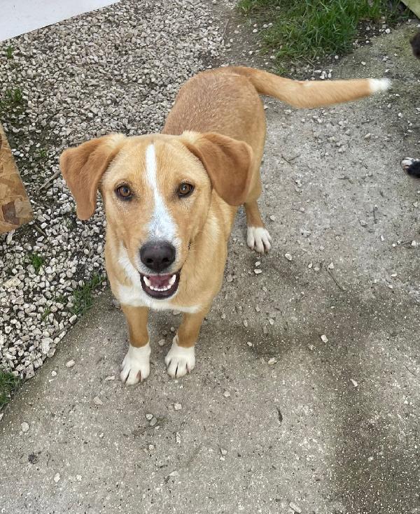 IL BELLISSIMO OLIVER Foto 4