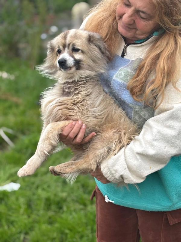 BUCK simil volpino pomerania cerca casa - in adozione Foto 2