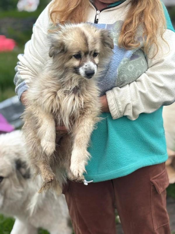 BUCK simil volpino pomerania cerca casa - in adozione Foto 3