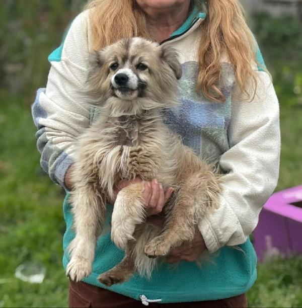 BUCK simil volpino pomerania cerca casa - in adozione Foto 5