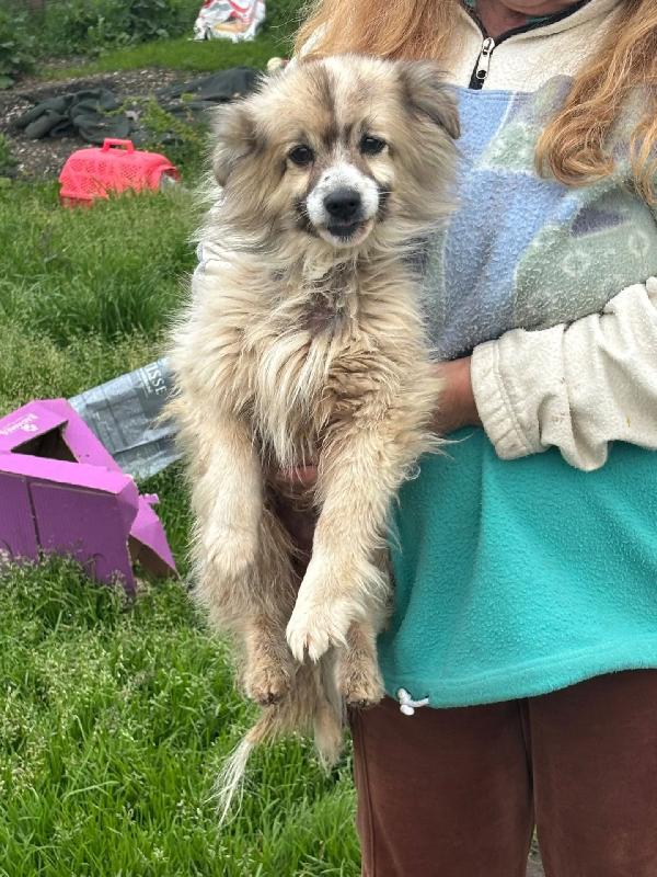 BUCK simil volpino pomerania cerca casa - in adozione Foto 6