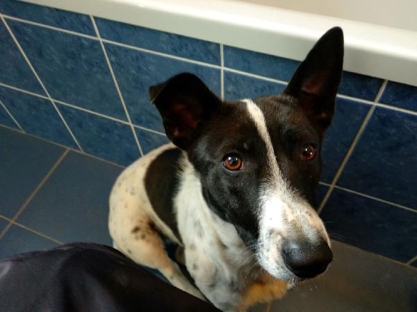 Jessy Splendida Simil Jack Russell Di 15 Kg Cerca Casa 