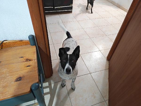 Jessy splendida simil Jack Russell di 15 kg cerca casa  Foto 2