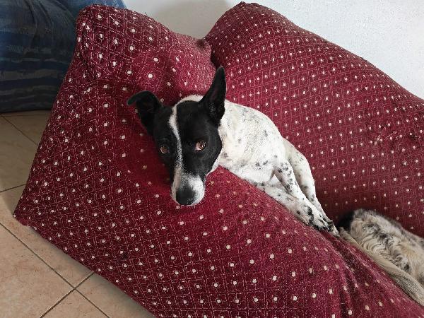 Jessy splendida simil Jack Russell di 15 kg cerca casa  Foto 3