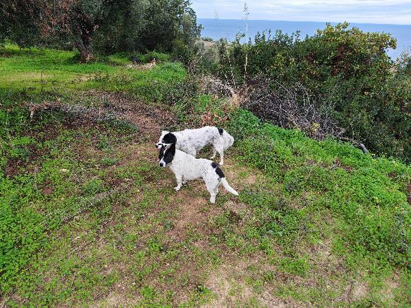 Jessy splendida simil Jack Russell di 15 kg cerca casa  Foto 5