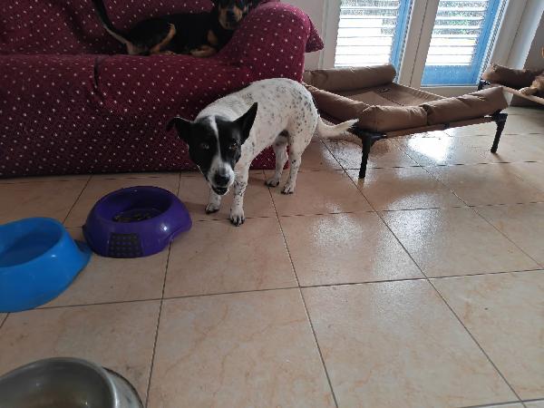 Jessy splendida simil Jack Russell di 15 kg cerca casa  Foto 6