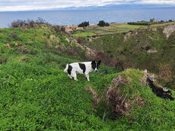 Jessy splendida simil Jack Russell di 15 kg cerca casa  Foto 8