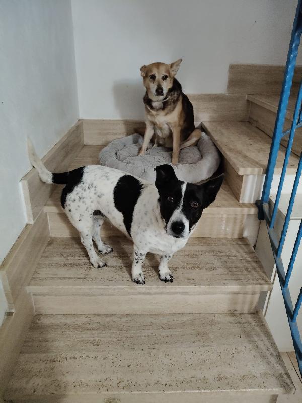 Jessy splendida simil Jack Russell di 15 kg cerca casa  Foto 9