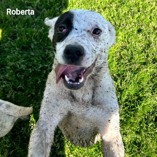 Regina-Rosa-Roberta Foto 3