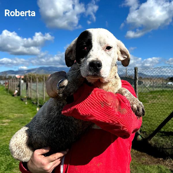 Regina-Rosa-Roberta Foto 4