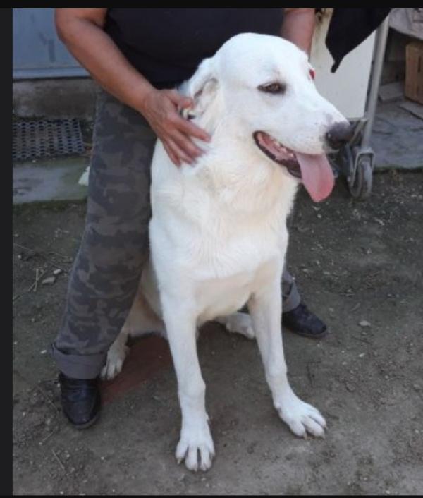 Darcy Mix Labrador 5Anni Troppo Sfortunato! Roma