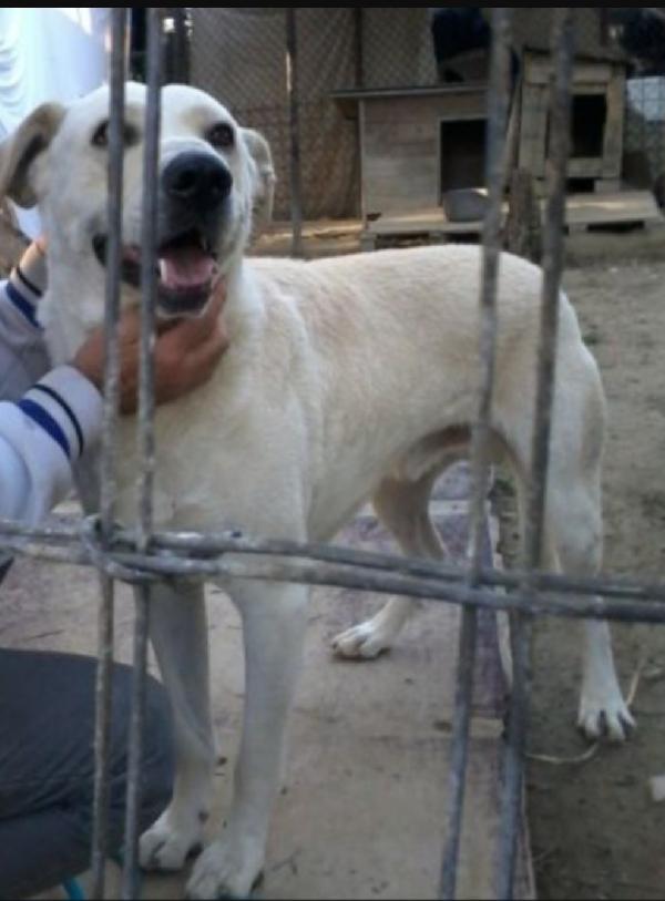 Darcy mix Labrador 5anni troppo sfortunato! ROMA Foto 2