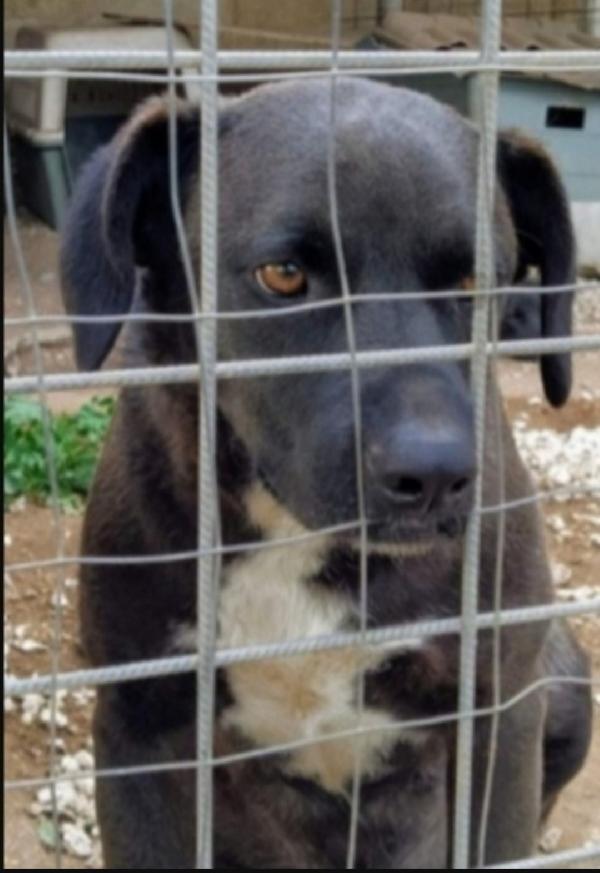 Yoshi Nero Giovane Cresce Dietro Ad 1Rete Sicilia