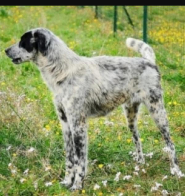 Furia giovane,timido,aspetta da 2anni .BARI Foto 2