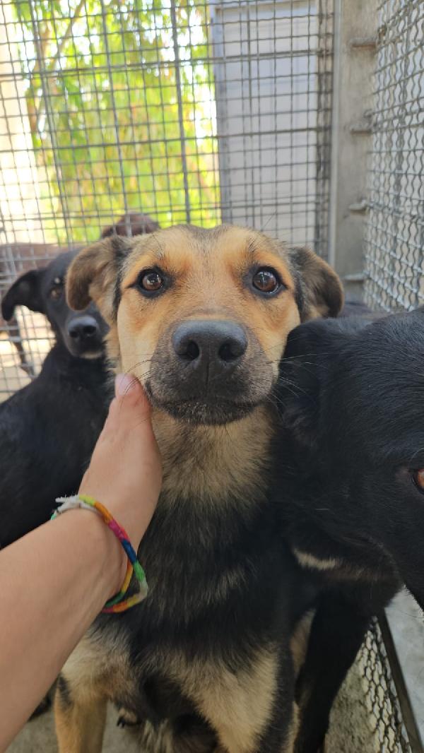 Andrea Giovane Simil Pastorino Taglia Media 