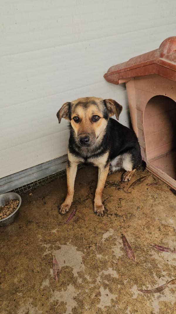 Andrea giovane simil Pastorino taglia media  Foto 2