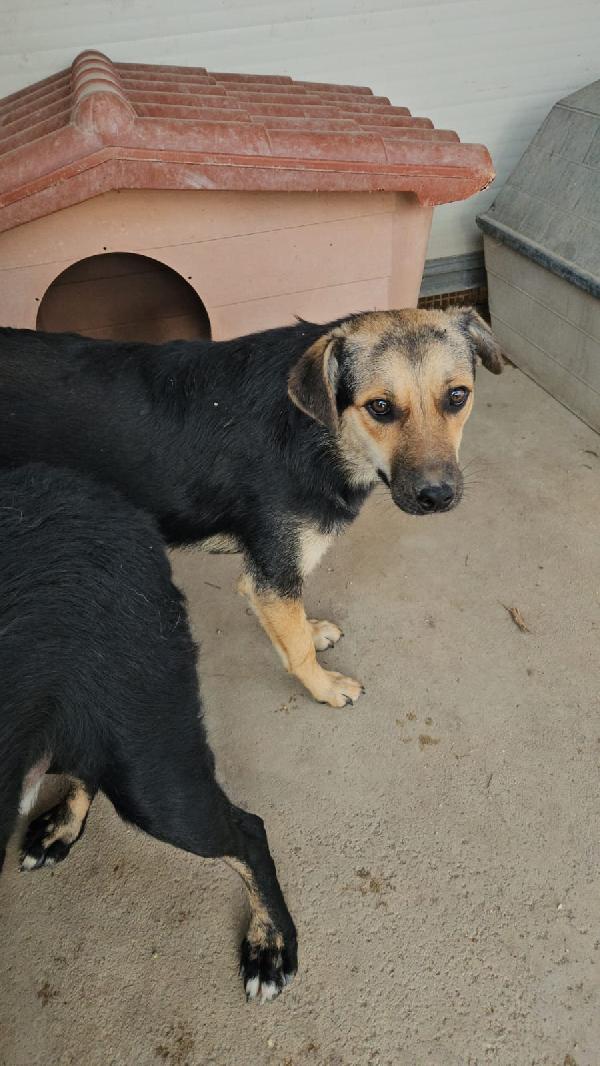 Andrea giovane simil Pastorino taglia media  Foto 3