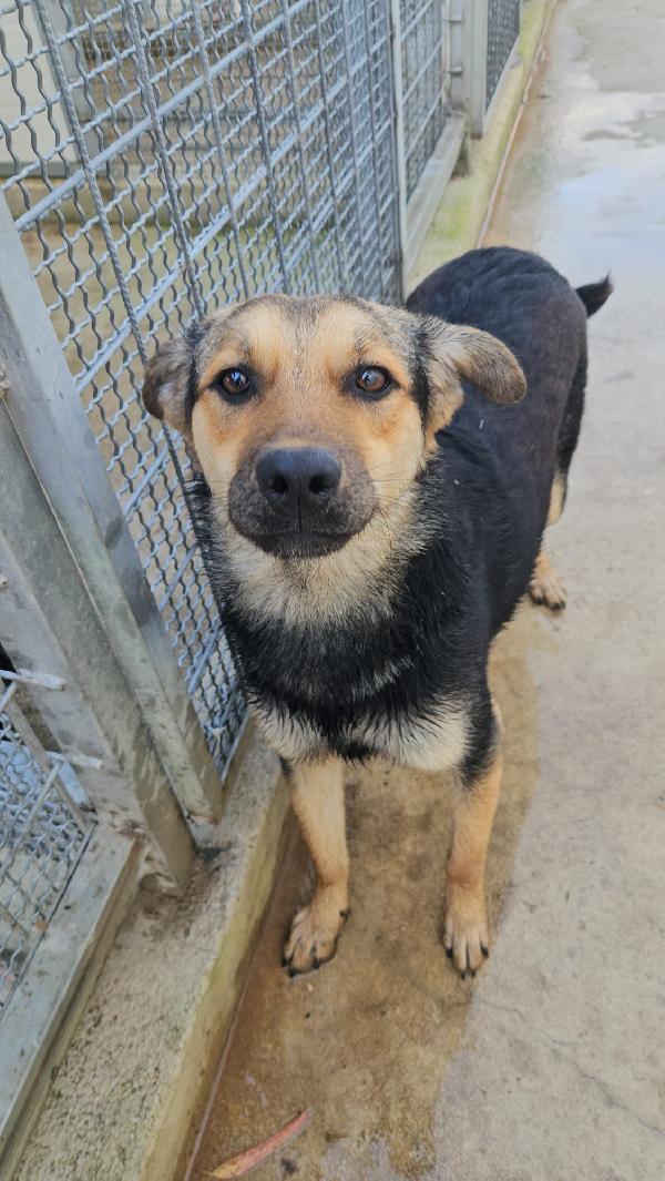 Andrea giovane simil Pastorino taglia media  Foto 4