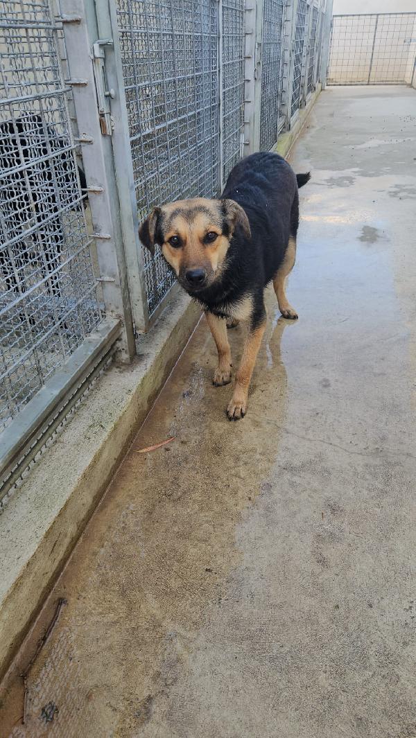 Andrea giovane simil Pastorino taglia media  Foto 5