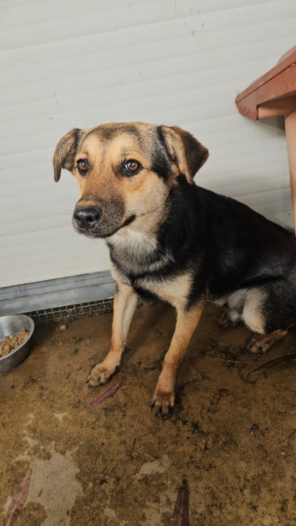Andrea giovane simil Pastorino taglia media  Foto 6
