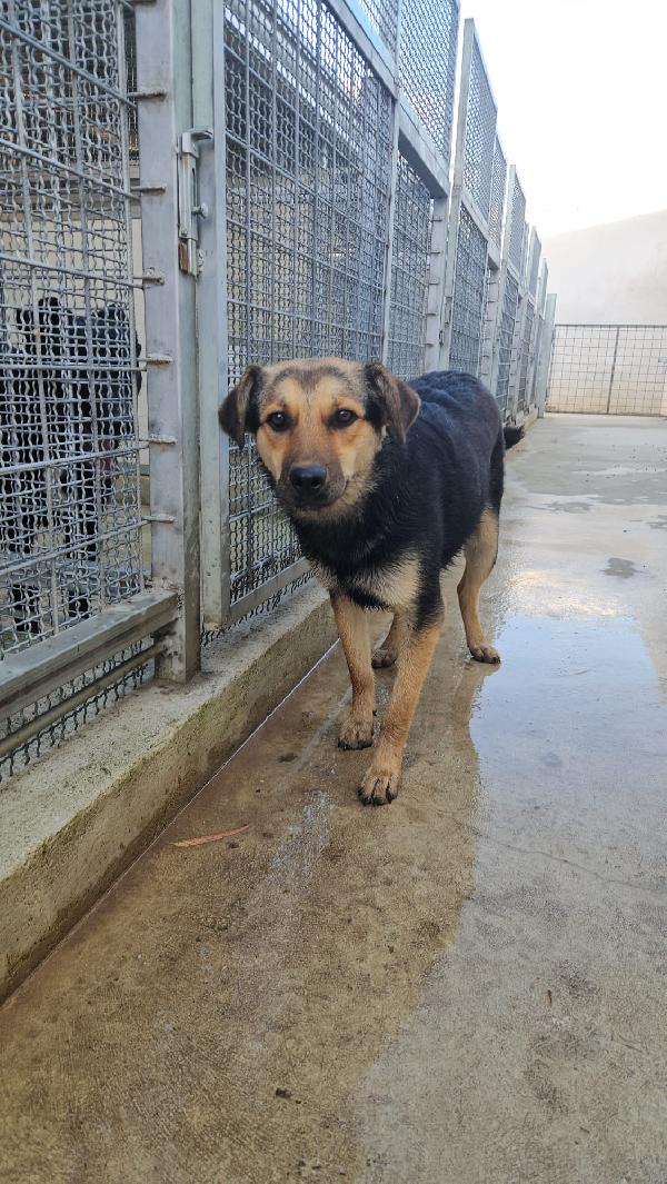 Andrea giovane simil Pastorino taglia media  Foto 7