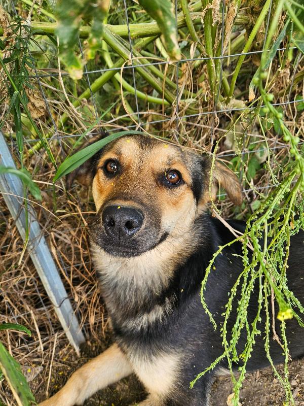 Andrea giovane simil Pastorino taglia media  Foto 8
