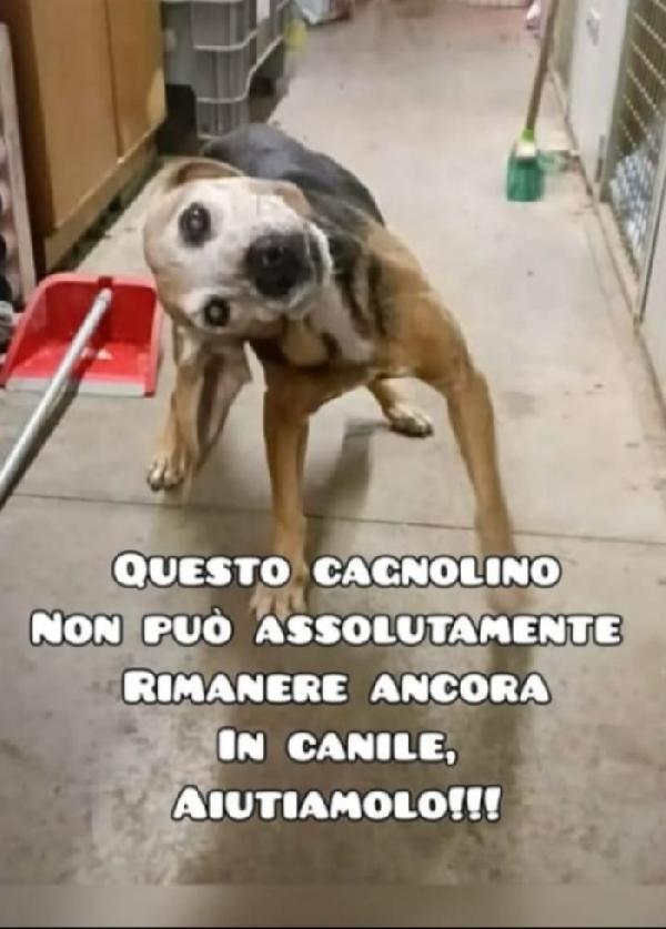 14Anni Medio Piccolo Con Problema Vestibolare.marche