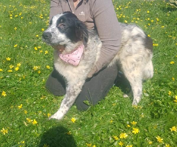 Cucciolona bella  Foto 2