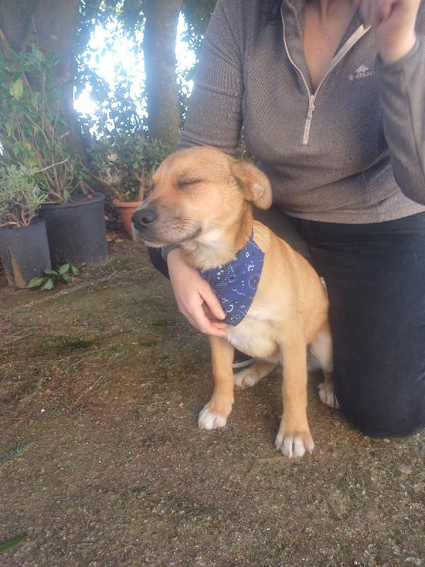 Zeus Splendore Di Cucciolo