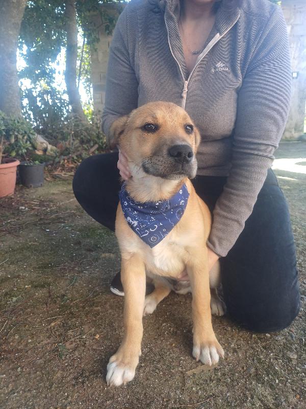 Zeus splendore di cucciolo Foto 3