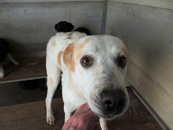 Itaca Cagnolina Gentile