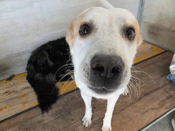 Itaca cagnolina gentile Foto 2