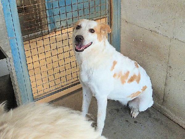 Itaca cagnolina gentile Foto 4