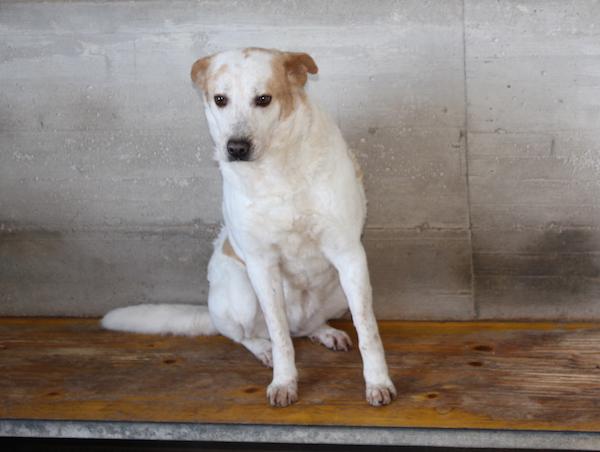 Itaca cagnolina gentile Foto 5