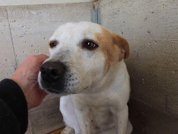 Itaca cagnolina gentile Foto 8