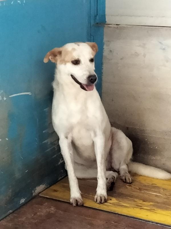 Itaca cagnolina gentile Foto 10