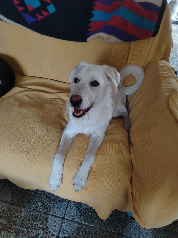 Greg splendido cucciolo cerca famiglia  Foto 2